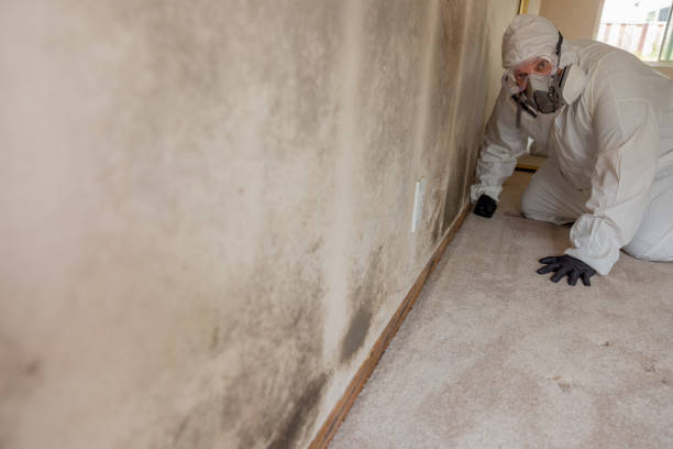 Best Basement Mold Removal  in Lincoln, ND